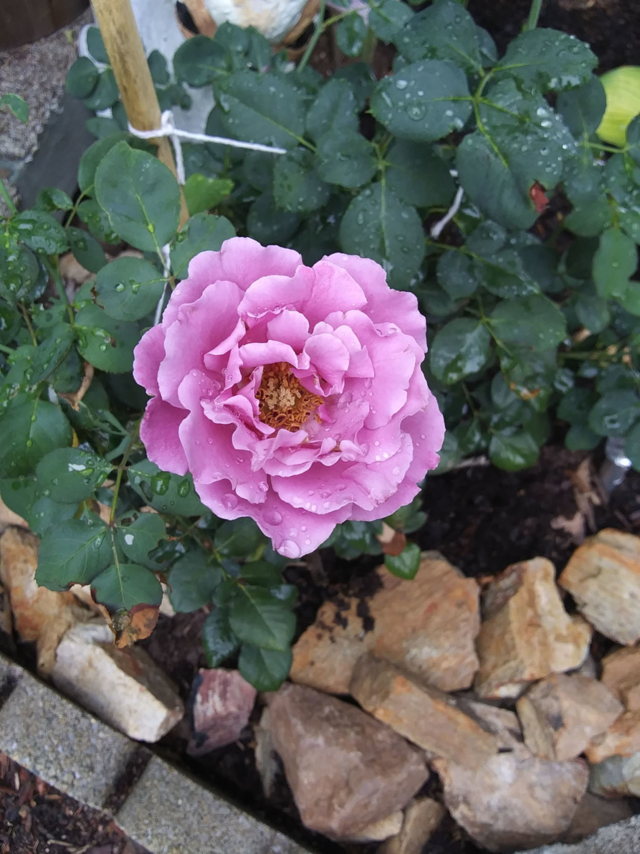 Rose